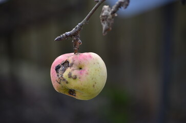An apple left hanging. Late autumn. An apple has grown on a long curved branch of an apple tree and...