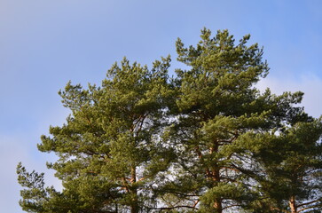 Sky and tree branches. Autumn sunny day. Blue sky with white clouds is visible through long curved...