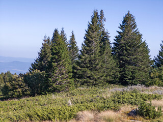 Autumn Landscape of Vitosha Mountain, Bulgaria