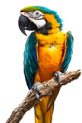 Parrot on White Background
