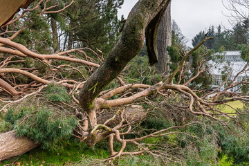 Fallen Uprooted Tree in Public Park Blown Down Storm Eowyn Winds in Scotland, January 2025