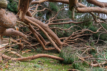 Fallen Uprooted Tree in Public Park Blown Down Storm Eowyn Winds in Scotland, January 2025