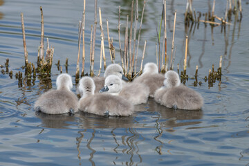Newborn mute swan (cygnus olor) cygnets swimming in the water