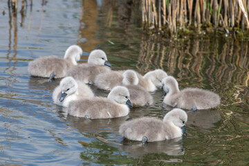 Newborn mute swan (cygnus olor) cygnets swimming in the water