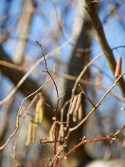 Catkins on a nut-tree hanging on it's branches in early spring. Blue sky as a background. Close-up flora. 