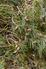 Obraz premium Fallen Tree Branches with Pine Needles and Cones on Woodland Forest Floor after Winter Wind Storm