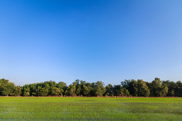 Fototapeta premium Nature Landscape and Tree and Sunlight Sky