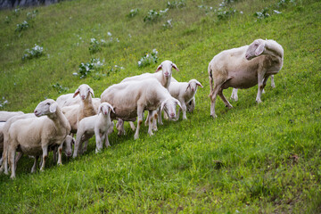 Heard of sheep grazing on the green meadows in Europe