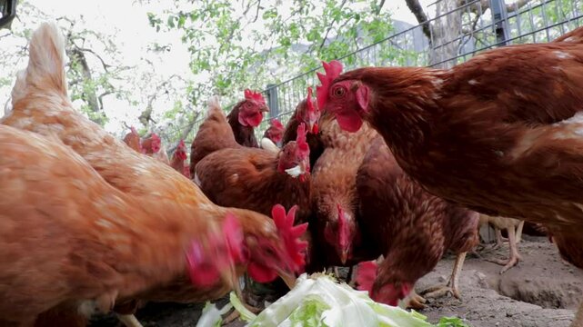 Closeup of a lot of chickens eating cabbage in a farm