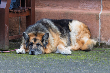 German Shepherd Maremma Sheepdog Cross on Leash Lying on Ground Beside Owner Sitting on Bench