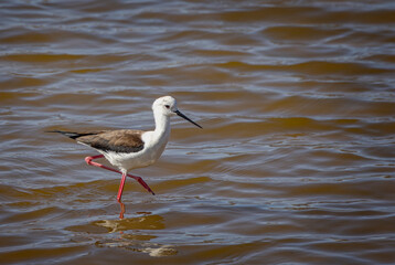 Close up of a black winged stilt wading in the salty waters at Salinas de Janubio, Lanzarote, Spain on 7 February 2025