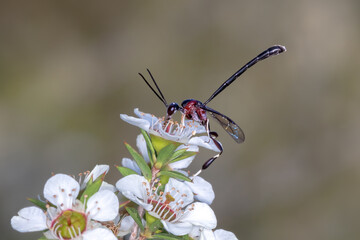 Wasp with Large Black Abdomen on Flower