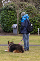 German Shepherd x Maremma Sheepdog Lying on Grass Beside Dog Owner in Outdoor Jacket and Jeans in Public Park