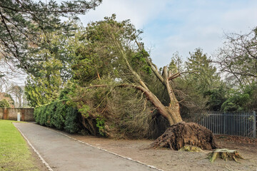 Fallen Uprooted Tree in Public Park Blown Down Storm Eowyn Winds in Scotland, January 2025