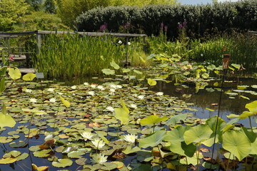 JARDINES DEL AGUA. FRANCIA EUROPA. 