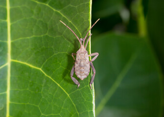Coreid Bug (Amorbus sp.) Climbing on a Green Leaf