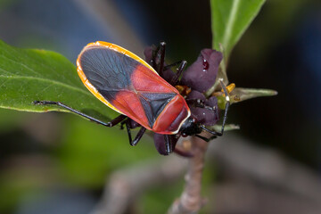 Harlequin Bug (Dindymus versicolor) Feeding on a Plant
