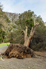 Fallen Uprooted Tree in Public Park Blown Down Storm Eowyn Winds in Scotland, January 2025