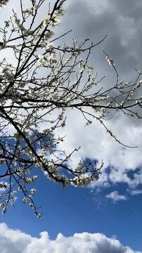 Chery tree blossom flower branches on sky with clouds background