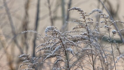 Winter Meadow Solidago Goldenrods Withered Plant Covered in Morning Hoarfrost on Cold Day with Brown Background Boho Style