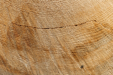 Fototapeta premium Tree Rings and Chainsaw Cutting Marks Texture on a Freshly Cut Tree Trunk in Woodworking Timber Industry
