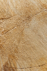 Tree Rings and Chainsaw Cutting Marks Texture on a Freshly Cut Tree Trunk in Woodworking Timber Industry