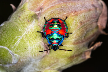 Vibrant Hibiscus Harlequin Bug Nymph