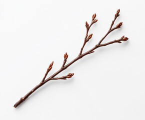 Zarte Zweige mit Knospen auf hellem Hintergrund im minimalistischen Stil

