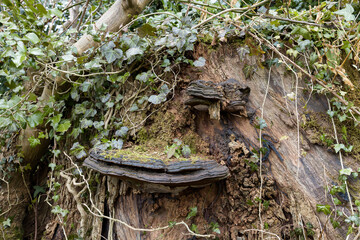 Bracket Fungi Growing on a Decaying Fallen Tree Trunk in Woodland Forest Showing Wood Decay and...
