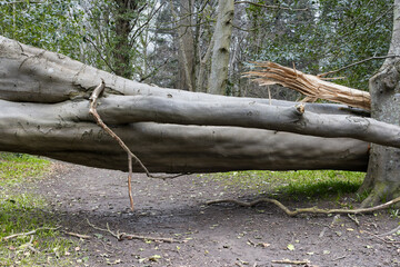 Storm Fallen Beech Tree Trunk with Smooth Bark and Snapped Branch Lying Horizontal Across a Woodland Path Causing Natural Obstacle