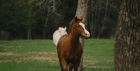 Obraz premium Fresh horses in spring Texas farm field, playful and happy running.