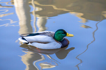 Mallard Duck Floating on Water