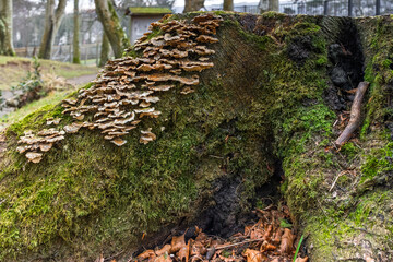 Turkey tail Fungus Mushroom Growing on a Decaying Fallen Tree Trunk in Woodland Forest Showing Wood...