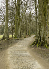 Woodland Dirt Track Trail Through a Forest Landscape with Tall Bare Trees