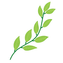 green leaves isolated on white background