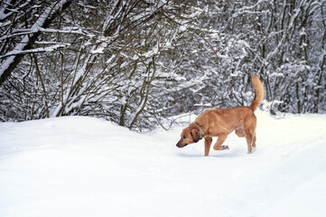 Rescued dog  on the obedience training during  regular free walk on heavy snow on the snowy and frozen path through a wood