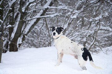 Rescued dog  on the obedience training during  regular free walk on heavy snow on the snowy and...