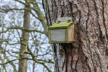 Weathered Wooden DIY Bat Box Attached to Mature Tree Trunk in Forest Public Park Woodland