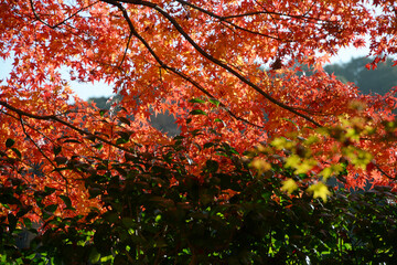 興聖寺　境内の紅葉　京都府宇治市