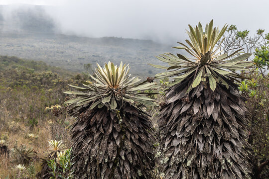 Detailed view of a frailej&oacute;n (Espeletia) plant with its characteristic fuzzy leaves and dried flowers in a high-altitude paramo ecosystem