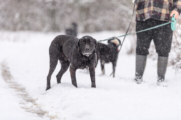 Two rescued dogs  on the obedience training during  regular free walk on heavy snow on the snowy and frozen path through a wood