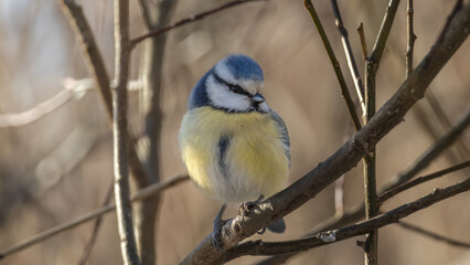 Birds in Espoo 