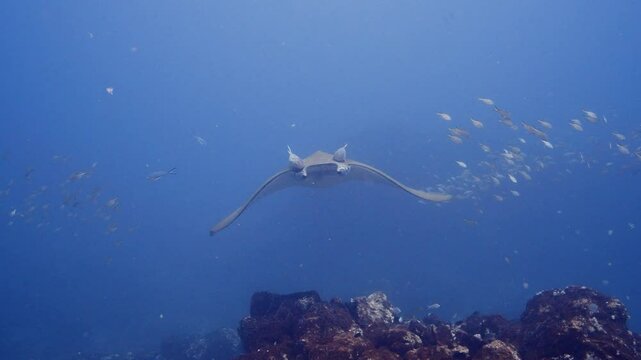 Sicklefin devil ray swimming through a school of fish in slow motion