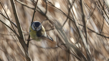 Birds in Espoo 