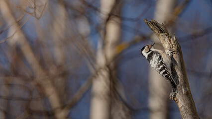 Birds in Espoo 