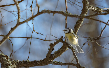 Birds in Espoo 