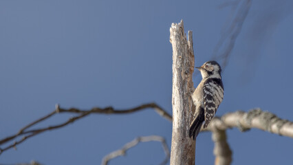 Birds in Espoo 