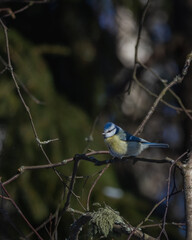 Birds in Espoo 