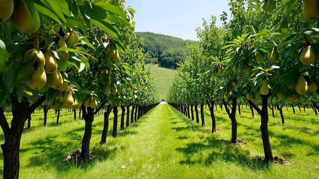 Lush green vineyards stretch across the summer landscape, with rows of trees framing the growing vines