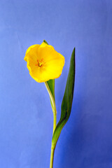 Yellow tulip on a blue background, close up